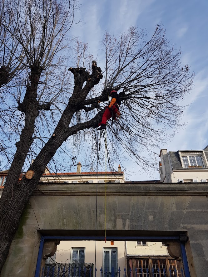 Couper arbre Pacy-sur-Eure