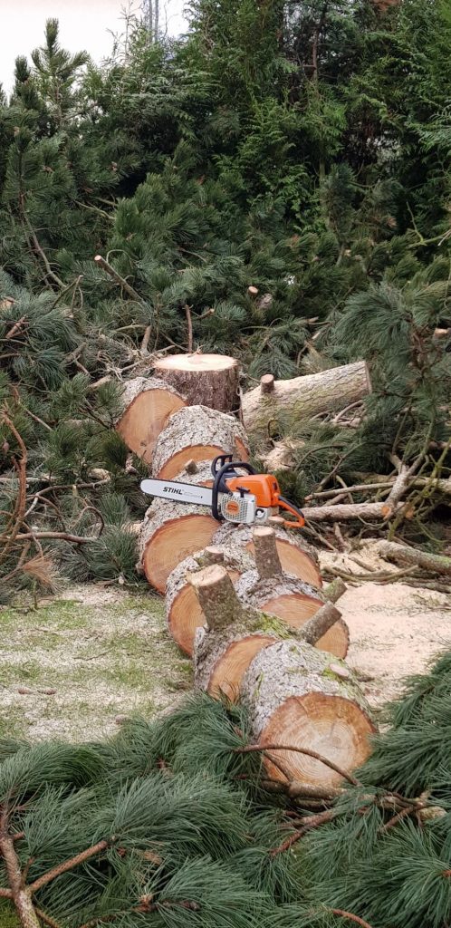 Taille arbre Mesnil-Fuguet