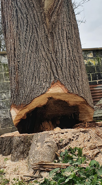 Abattage arbre Chapelle-du-bois-des-faulx